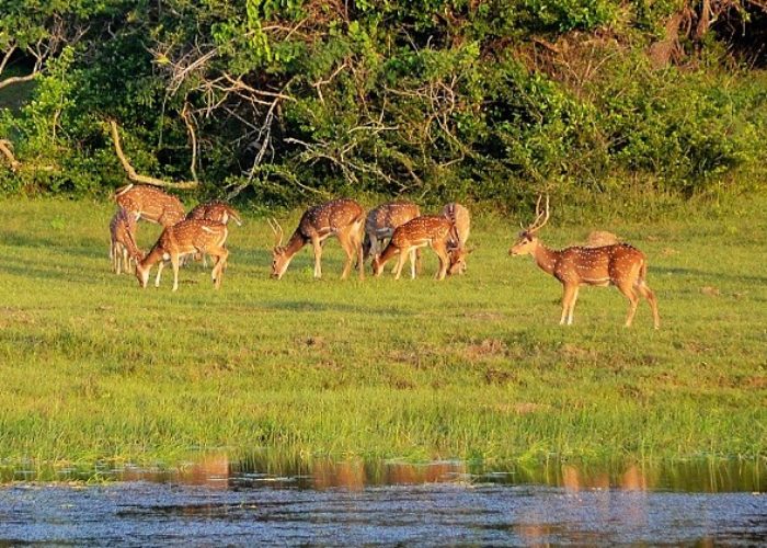 Lahugala Sanctuary park