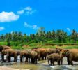Pinnawala-Elephant-Orphanage