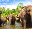 Pinnawala-Elephant-orphanage-3