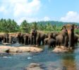 Pinnawala-Elephant-Orphanage-6