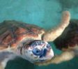 Sea-turtles-conservation-station-2-1