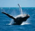 Whales-watching-Kalpitia