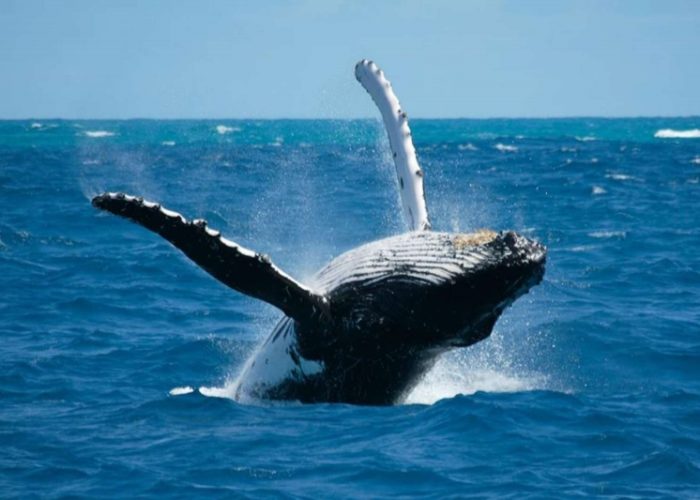 Whales-watching-Kalpitia