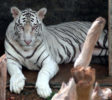 Dehiwala-zoo