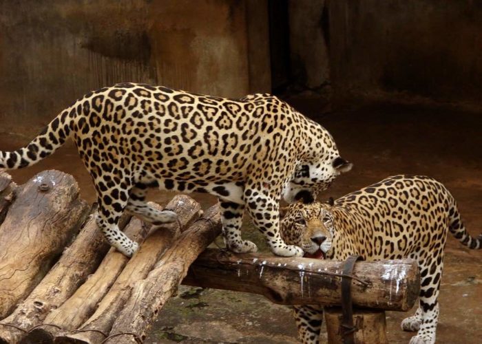 Dehiwala-zoo-2
