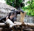 Dehiwala-zoo-3