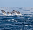 dolphin-watching-Kalpitiya