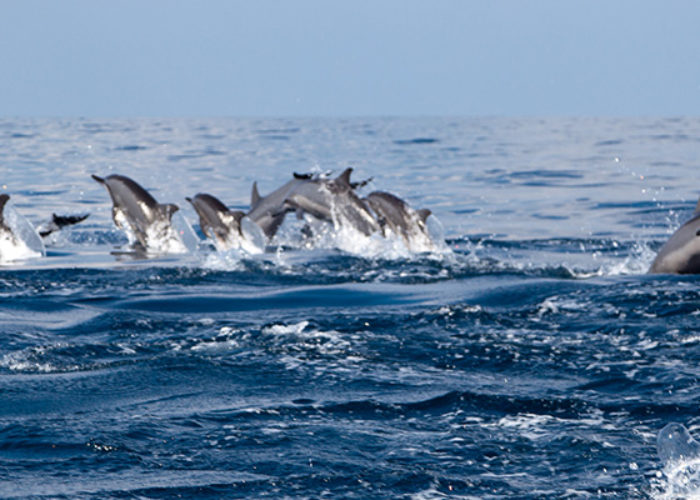 dolphin-watching-Kalpitiya