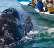 dolphins-inside-big