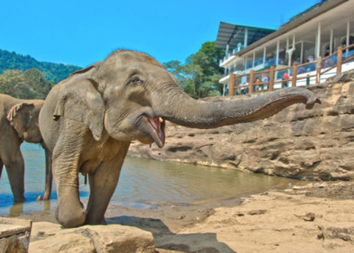 Elephants-Pinnawala-Elephant-Orphanage