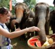Elephants-Tourist-Feeding-Pinnawala