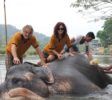 Elephants-Tourist-Washing-Pinnawala