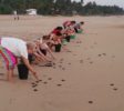 hikkaduwa-Turtle-Hatchery
