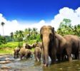 Pinnawala-Elephant-Orphanage-4