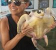 sri-lanka-turtles-hikka
