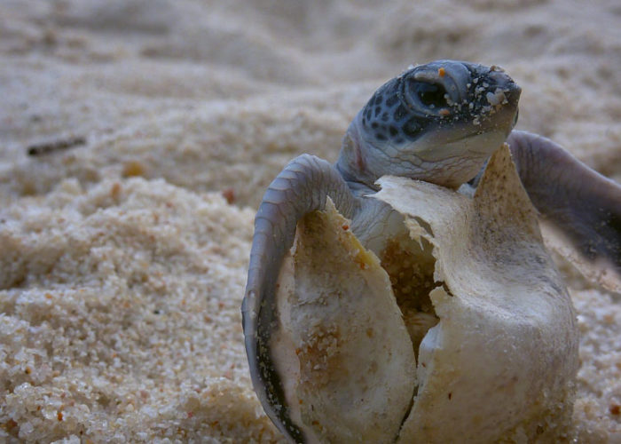 turtle-hatchery-hikkaduwa-2