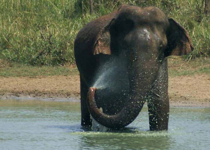 Udawalawe park