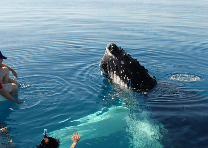 whale-and-dolphin-watching-2