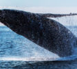whale-watching-kalpitiya-sri-lanka