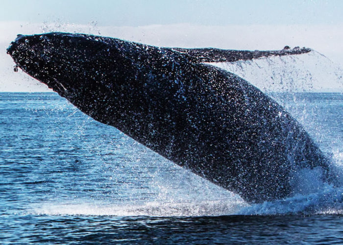 whale-watching-kalpitiya-sri-lanka