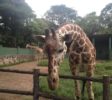 Dehiwala-zoo-4
