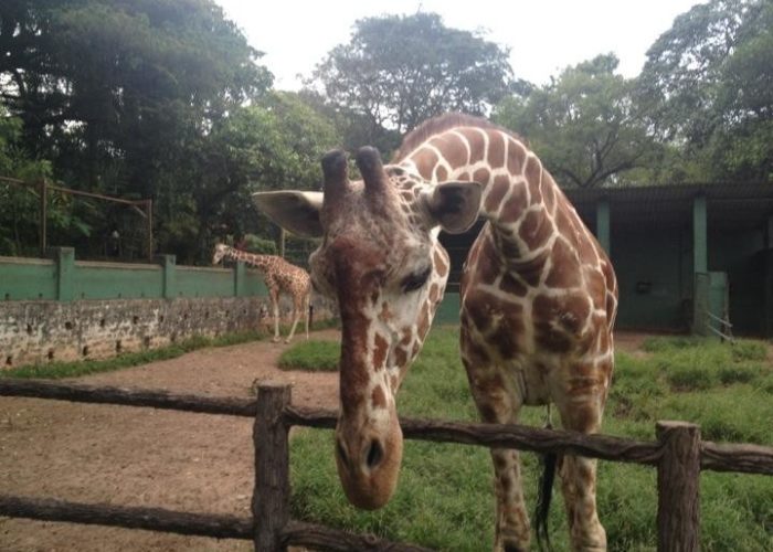 Dehiwala-zoo-4
