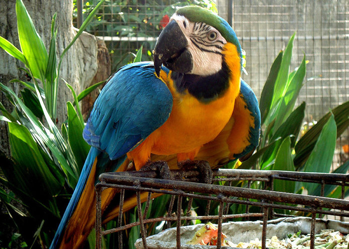 zoo-Dehiwala