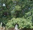 Temple Kelaniya Bo tree