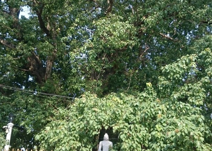 Temple Kelaniya Bo tree