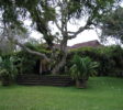 Brief Garden tree of Bevis Bawa