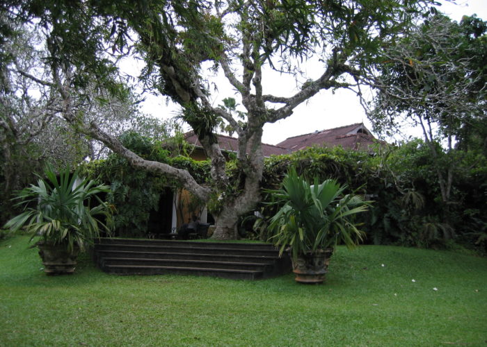 Brief Garden tree of Bevis Bawa