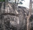 Dambulla cave temple tree