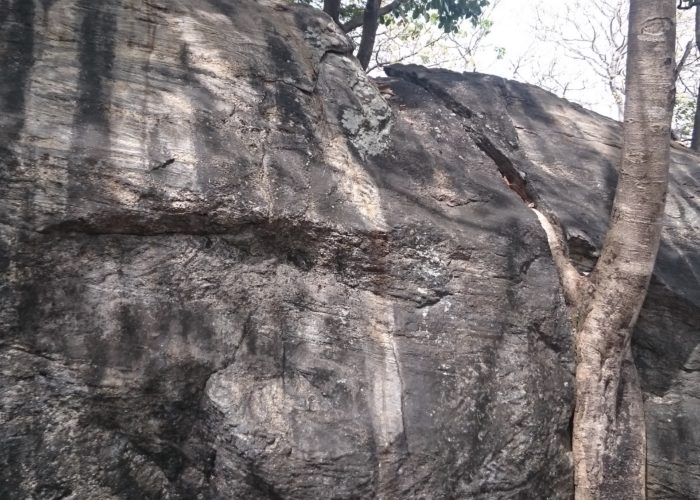 Dambulla cave temple tree