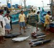 Fish Market 1 Beruwala