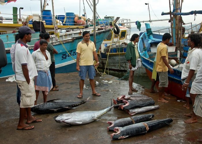 Fish Market 1 Beruwala