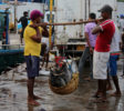 Fish Market 2 Beruwala