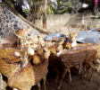 Guruge 7 Nature Park