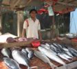 Hikkaduwa Fish market
