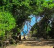 Jungle beach 2 Galle