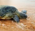 Kosgoda Sea Turtle on