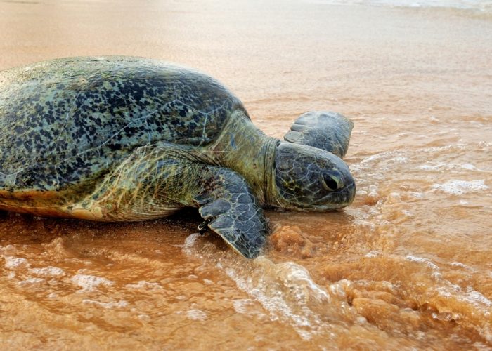 Kosgoda Sea Turtle on