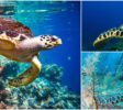 Kosgoda Sea Turtle