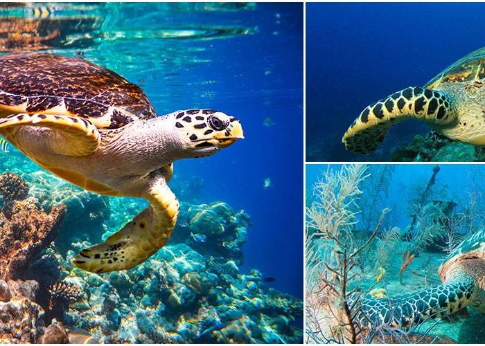 Kosgoda Sea Turtle