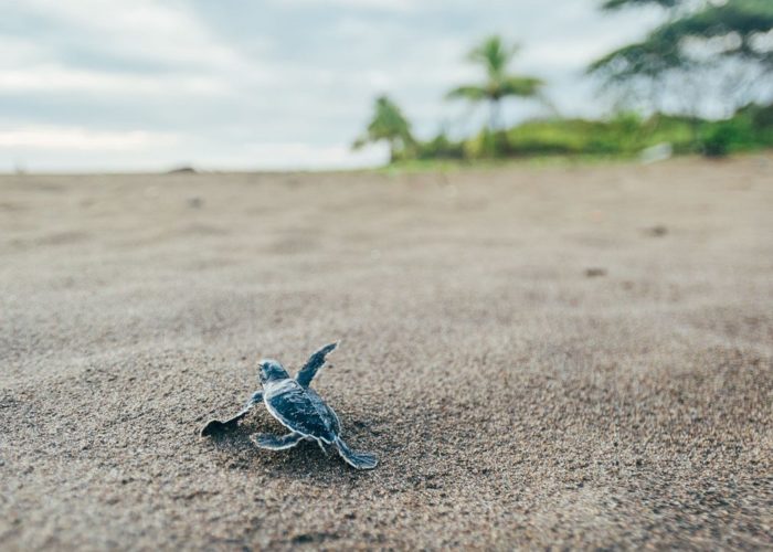 Kosgoda Sea Turtle Conser