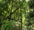 Kottawa Reserve Forest 1