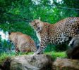 Pinnawala Open Zoo 1