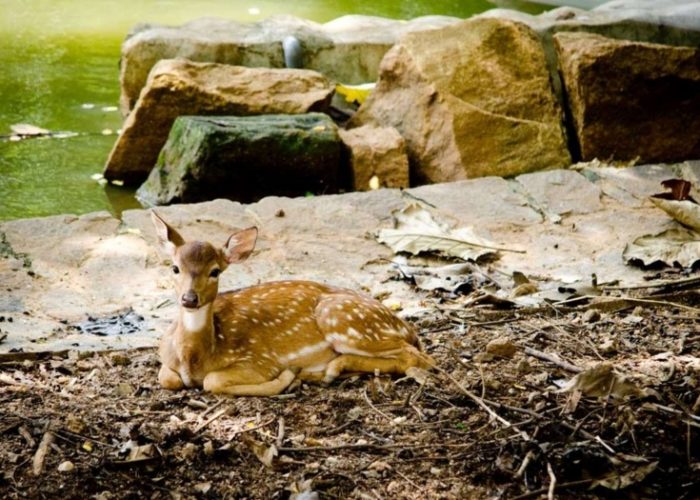 Pinnawala Open Zoo 5
