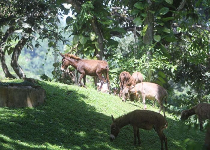 Pinnawala Open Zoo 9