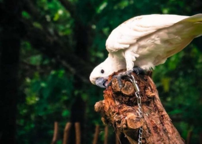Pinnawala Open Zoo 14