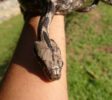 Pinnawala Open Zoo 19
